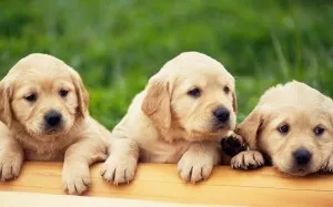 Becenevek labrador kutyák, mint a Labrador nevű fiú nevek kutyák lányok (kutya) Becenevek labrador kutyák, mint a Labrador nevű fiú nevek kutyák lányok