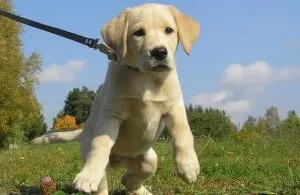 Becenevek labrador kutyák, mint a Labrador úgynevezett fiú nevek lányok Dog (Labrador) Becenevek labrador kutyák, mint a Labrador nevű fiú nevek kutyák lányok