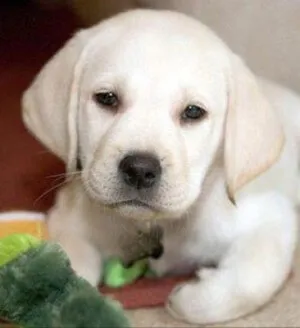 Becenevek labrador kutyák, mint a Labrador nevű fiú nevek kutyák lányok Becenevek labrador kutyák, mint a Labrador nevű fiú nevek kutyák lányok