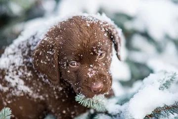 Becenevek Labrador fiú és egy lány, hogyan válasszuk ki a nevét a kutya