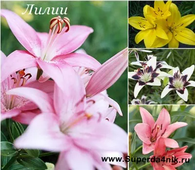 Amint lehet átültetett liliom (lehet átültetett Lily) Ha lehetőség van a transzplantációs liliom