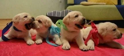Becenevek Labrador fiú és egy lány, hogyan válasszuk ki a nevét a kutya