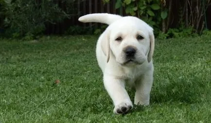 Becenevek Labrador fiúk és lányok
