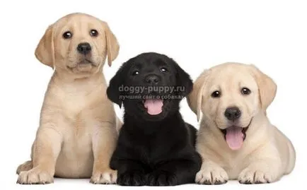 Becenevek kutyák labrador és jelentésük (labrador) Labrador kutyák becenevek és jelentésük