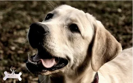 Becenevek kutyák labrador hívni Labrador