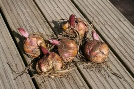 Amikor átültetett Lily 1