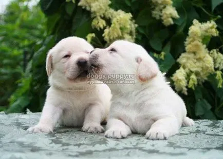 Becenevek kutyák labrador és jelentésük - fauna