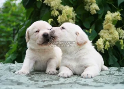 Becenevek kutyák labrador és jelentésük (a becenevet Labrador kutya) Labrador kutyák becenevek és jelentésük
