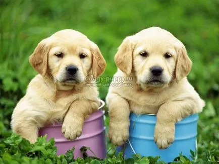 Becenevek kutyák labrador és értékük (érték) Labrador kutyák becenevek és jelentésük