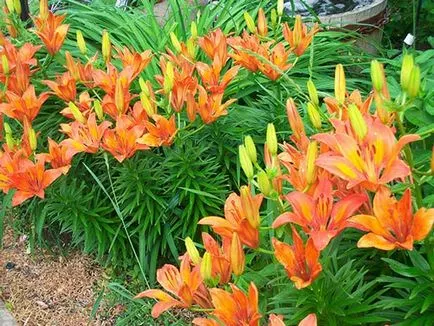 Amikor ez a legjobb transzplantációs liliom, tavasszal és ősszel - a kérdésekre adott válaszok