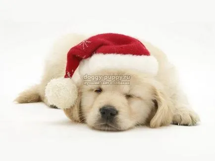 Becenevek kutyák labrador és jelentésük (a becenevet kutyák labrador fiú) Labrador kutyák becenevek és jelentésük