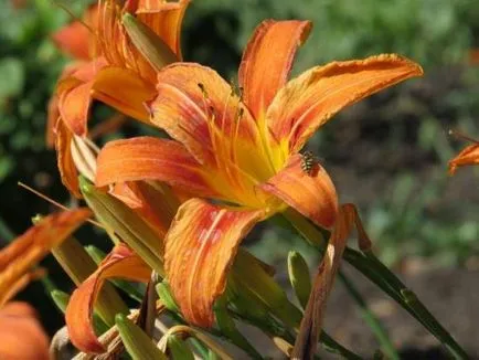 Amikor átültetett Lily 1