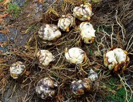Amikor átültetett Lily 1