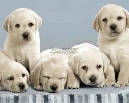 Becenevek kutyák labrador és jelentésük - fauna