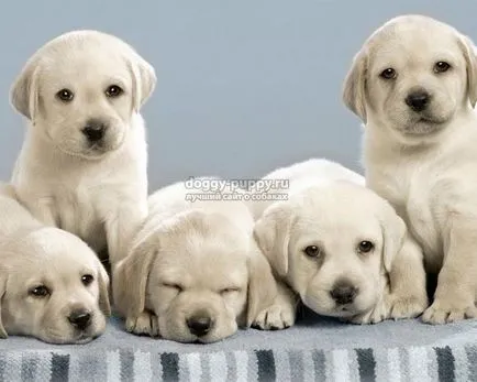 Becenevek kutyák labrador és jelentésük (a becenevet a gyönyörű labrador) Labrador kutyák becenevek és jelentésük