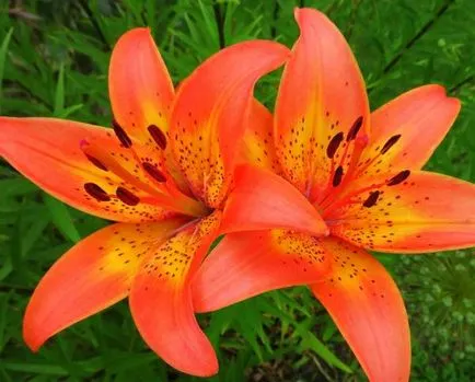 Amikor átültetett Lily 1