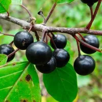 Buckthorn kéreg hasznos tulajdonságok és ellenjavallatok (Buckthorn olhovidnaya)
