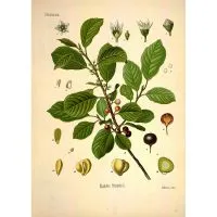 Buckthorn kéreg hasznos tulajdonságok és ellenjavallatok (Buckthorn olhovidnaya)