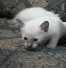 Cat séták önmagában, a viselkedés a macskák - szól macskák és macskák szeretet (cat) Cat séták önmagában macska viselkedése - szól macskák és macskák szeretettel