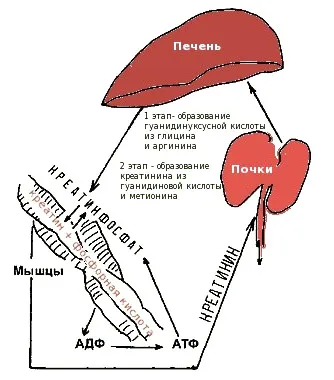 A kreatinin a norma a vérben megnövekedett, csökkent (normál szérum kreatinin) A kreatinin a norma a vérben, emelkedett, csökkentette