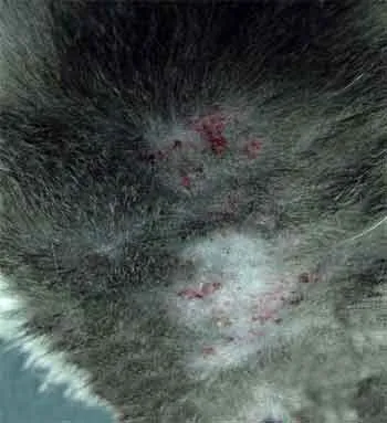 Feline Miliáris dermatitis