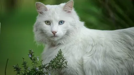 Cat Török angóra - fajta leírás, természet, tartalom és az ár (leírás) Cat Török angóra - fajta leírás, természet, tartalom és az ár