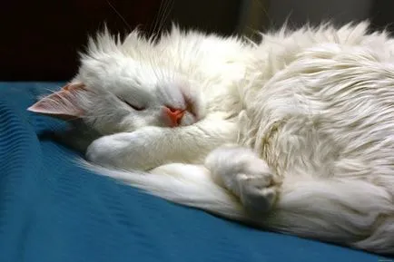 Cat Török angóra - fajta leírás, természet, tartalom és az ár (angóra) Cat Török angóra - fajta leírás, természet, tartalom és az ár