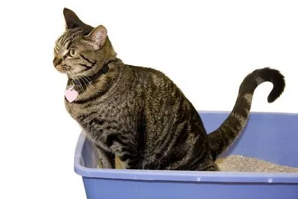 Cat pisaet vér okok, diagnózis, kezelés és a megelőzés (vér) Cat tönkreteszed vér, okok, diagnózis, kezelés és a megelőzés