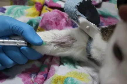 Cat pisaet vér okok, diagnózis, kezelés és a megelőzés (kezelés) Cat tönkreteszed vér, okok, diagnózis, kezelés és a megelőzés