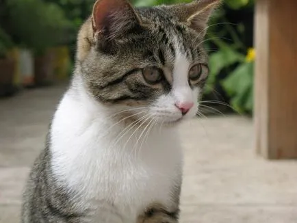 Cat tönkreteszed vér okok, elsősegély, a kezelés