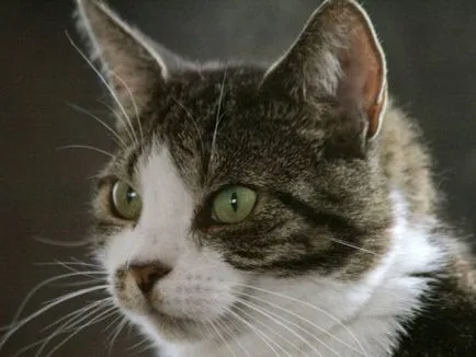 Cat tönkreteszed vér okok, elsősegély, a kezelés