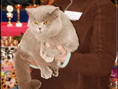 Vásárolja cica macska kék lila fekete óvoda Leah
