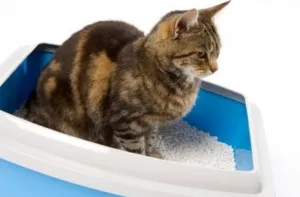 Vér a székletben egy macska - tanácsadás veterinarasovety állatorvos (tálca) Vér a székletben egy macska - állatorvosi tanácsadás veterinarasovety
