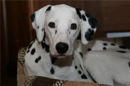 Kik azok a „coach-dog”