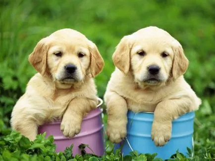 Labrador retriever - fajta leírás, fotók, a megfelelő ellátást, a választott név egy kutya