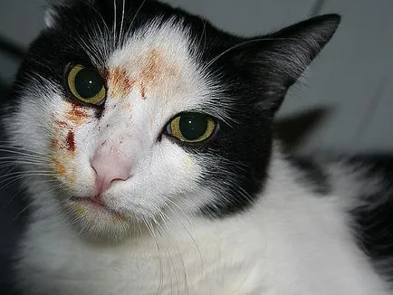 A vér egy macska vagy macska tipikus esetben (kutyák kezelt tünetek) A vér egy macska vagy macska tipikus esetek