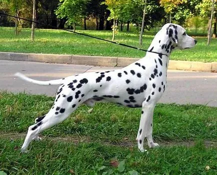 Kik azok a „coach-dog”