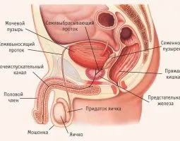 Típusú prosztatagyulladás - mi prosztatagyulladás