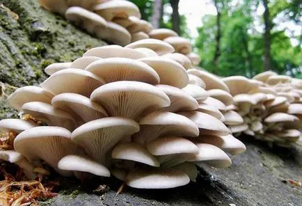Laskagomba - növekvő otthon kezdőknek (feltételek) Laskagomba - növekvő otthon kezdőknek