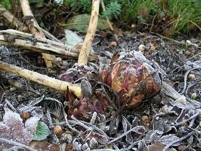 Liliomok ülteti tavaszi virágok a kertben (transzplantációs liliomok ősszel) Liliomok ülteti tavaszi virágok a kertben