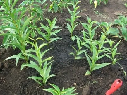 Liliom transzplantáció tavasszal, a kertben a virágok (liliom) Liliomok ülteti tavaszi virágok a kertben