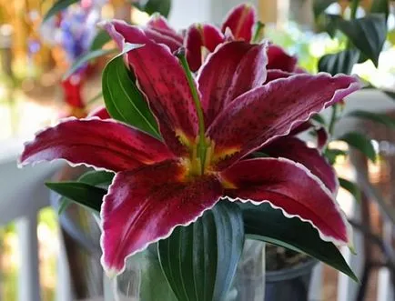 Liliom transzplantáció tavasszal, a kertben a virágok (liliom) Liliomok ülteti tavaszi virágok a kertben