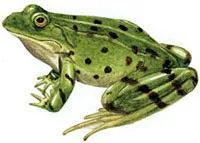Frog fű, tó, láp békák tartása fogságban, ellátás a béka, mint takarmány