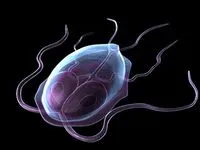 Giardia gyermekek tünetei és kezelése giardiasisnak a gyermek (tünetek) Giardia gyermekek tünetei és kezelése giardiasisnak a gyermek