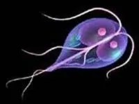 Giardia gyermekek tünetei és kezelése giardiasisnak a gyermek (Giardiasis) Giardia gyermekek tünetei és kezelése giardiasisnak a gyermek