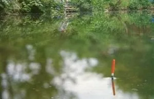 Elkapta ponty tavasszal, nyáron és ősszel - kezelésére, csalik, csali (fogási) (fogás) Elkapta ponty tavasszal, nyáron és ősszel - kezelésére, csalik, csali (fogási)