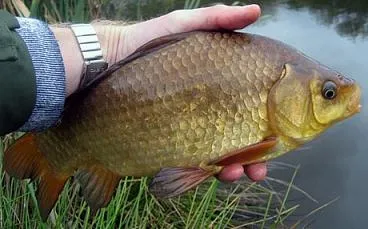Catching trófea ponty -, hogyan kell elkapni a nagy ponty (ponty horgászat trófea) Catching trófea ponty - hogyan fog egy nagy ponty