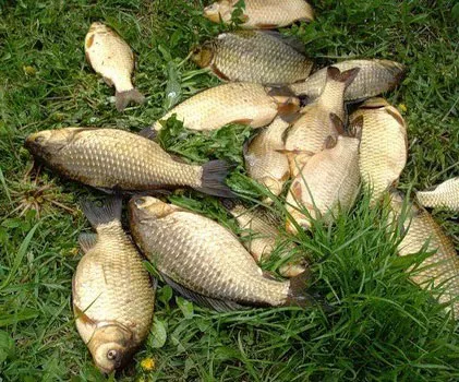 Catching kárász - horgászat nagy ponty, leírást csali, csalik és csali (halászat) Catching kárász - horgászat nagy ponty, leírást csali, csalik és csali
