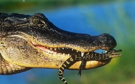Érdekes állatcsoportok, amelyeket gyakran zavaros (állat) Kíváncsi állatcsoport, ami gyakran zavaros