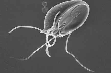 Giardia gyermekeknél jellegzetes tünetek és a megfelelő kezelést